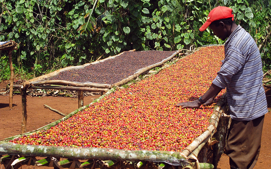 Fair Trade Ethiopia Yirgacheffe Coffee Cafe Altura