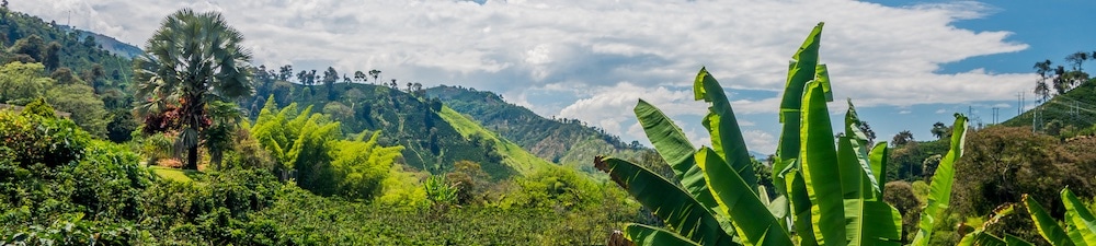 Organic Mexican Coffee Finca