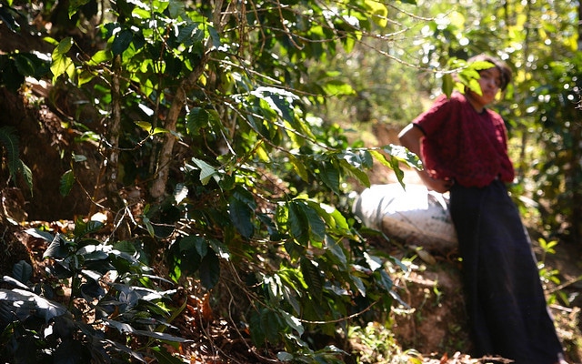 organic mexican coffee picker