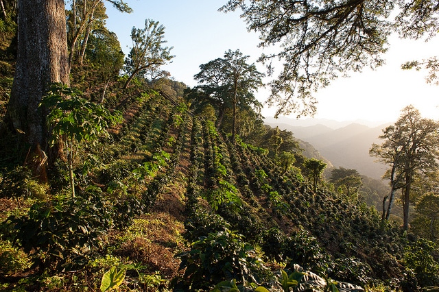 sunshine coffee finca