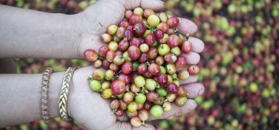 biodynamic coffee held in hands