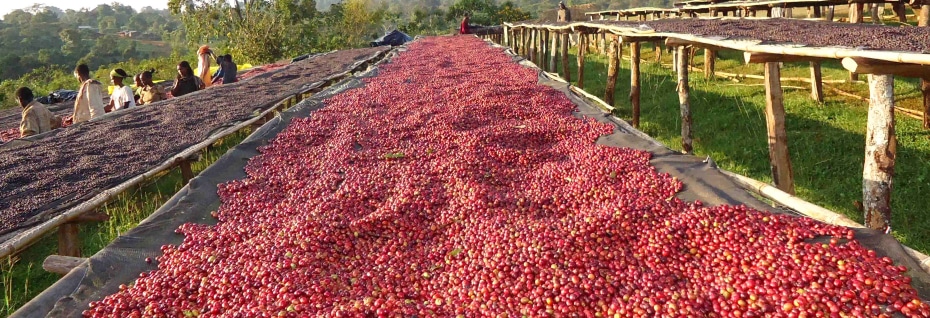 Ethiopia and the history of coffee