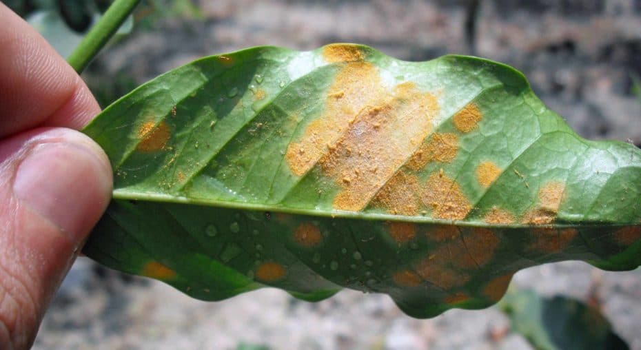 Coffee Leaf Rust and Global Warming Cafe Altura Coffee Leaf Rust and Global Warming Cafe Altura