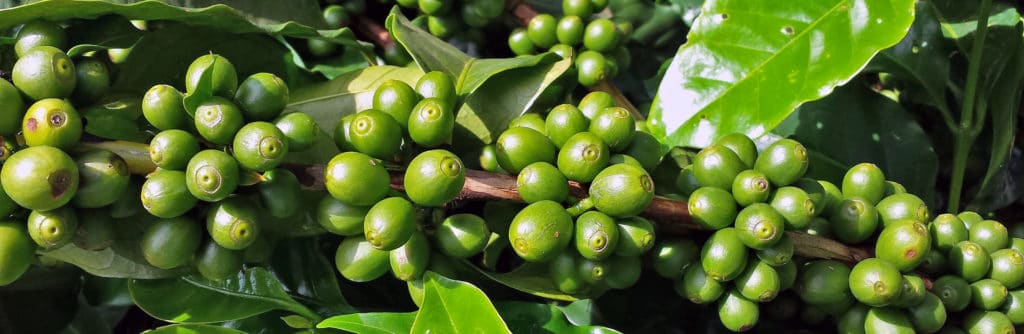 Green coffee moisture content