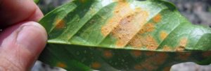 coffee leaf rust