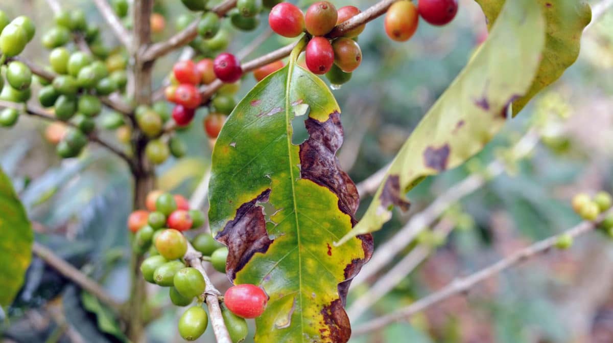 Coffee Leaf Rust and Global Warming Cafe Altura