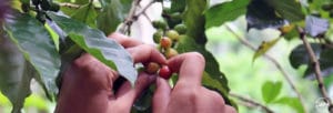 Organic coffee certification history