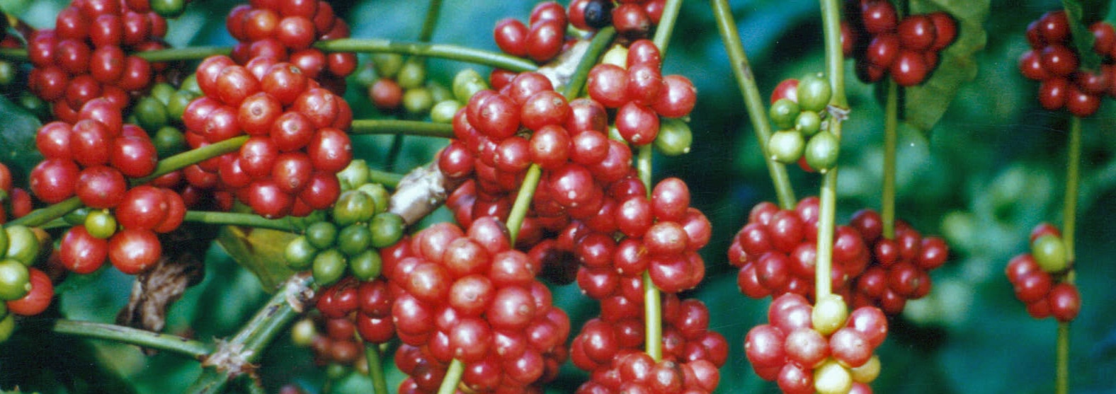 Coffee and Antioxidants Cafe Altura Organic Coffee