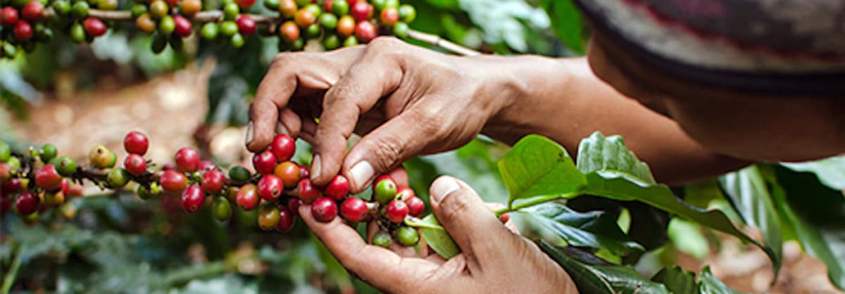 Fair Trade Coffee Harvesting